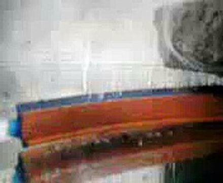 NIDO DE PECES OSCAR NACIMIENTO DE MIS PECES