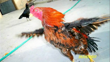 AMROHA ASEEL A Amroha Aseel