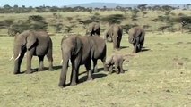 Funny Baby Elephant Masai Mara Kenia (2009)