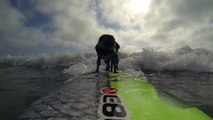 Stoked on Surfing | Brandy The Pug