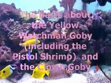 The Basic about the Yellow Watchman Goby, the pistol shrimp and the Clown Goby