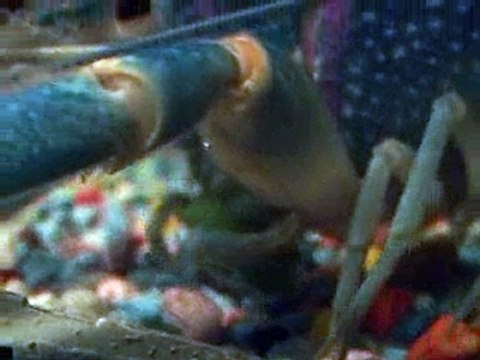 Australian Blue Lobster Educational Video