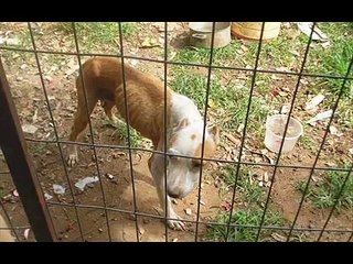 PIT BULL UM CÃO INCOMPREENDIDO