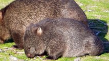Wombats at Narawntapu National Park, Tasmania, Australia
