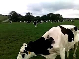 The March of the Holsteins