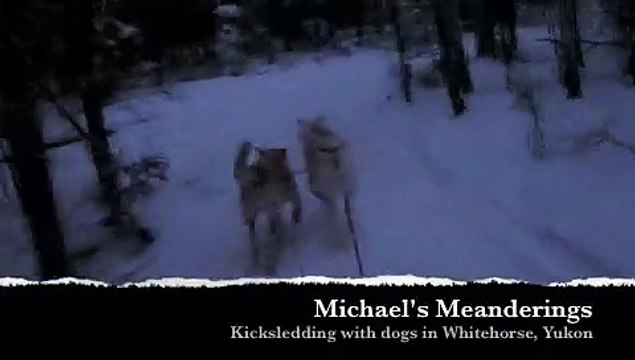 Michael's Meanderings - Kicksledding with dogs in Whitehorse, Yukon