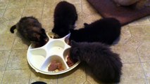 Feeding time for kittens
