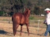 Amador-  Chestnut Spanish Andalusian Stallion