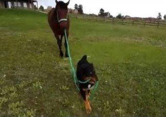 Pup Leads Trained Mustang Around Field