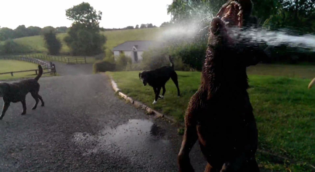 Dogs Love to Take a Drink From the Water Hose