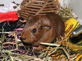 Montage of my guinea pigs...the guinea pig song!