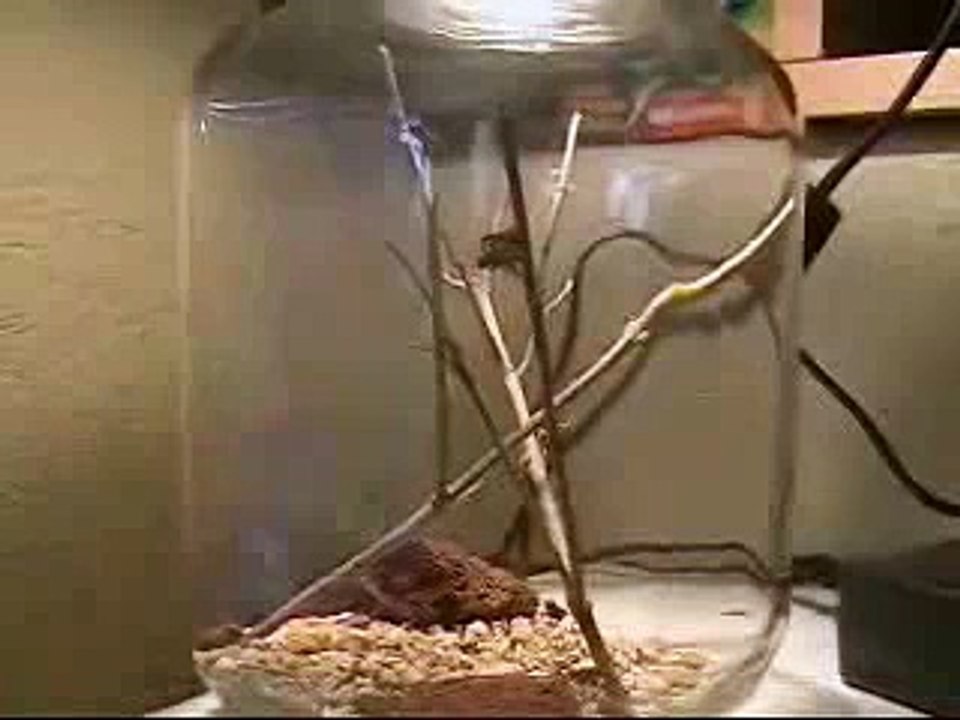 Daring Jumping Spider Cage Match