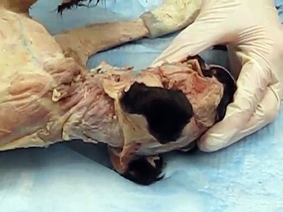 Veterinary Anatomy Lab - Feline head and neck