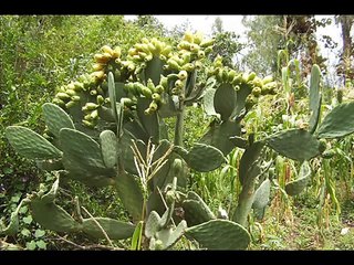 ELMER DE LA CRUZ ( SIEMPRE FUISTE CAPRICHOSA )HUAMBO CAYLLOMA