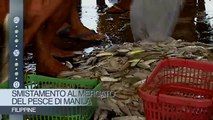 Smistamento al mercato del pesce di Manila Filippine