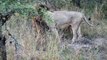 Male Lions Sniffing Out Lioness in Heat