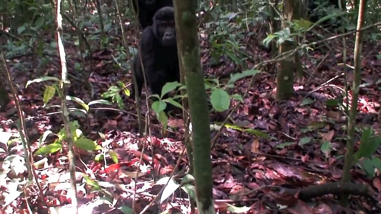 Gorilla Attack