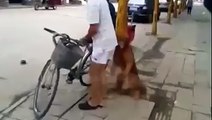 This must be the smartest dog ever in China