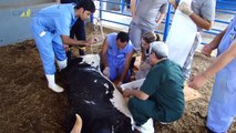 Curso de Cirurgias em Bovinos a Campo - CPT Cursos Presenciais