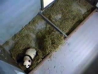 Mei Lan and Lun Lun, 12-20, Pt. 1