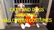 Cats and dogs wearing Halloween costumes Funny and cute animal compilation