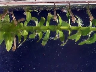 Mosquito Life Cycle Explained 🦟