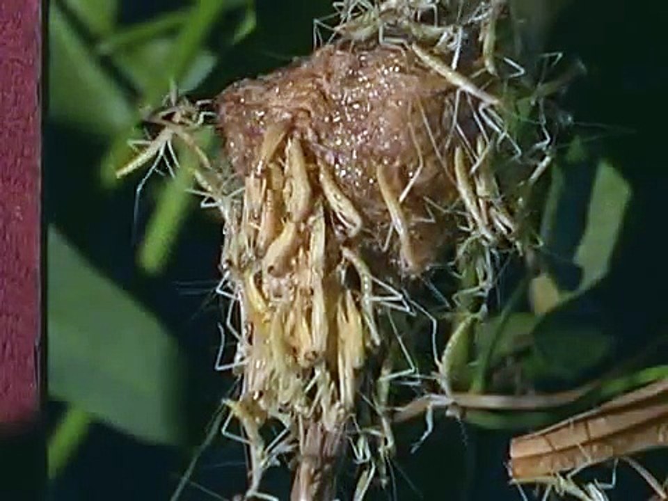 Praying Mantis life cycle