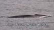 Fin Whales & Breaching Humpbacks- Blue Ocean Whale Watching Monterey Bay