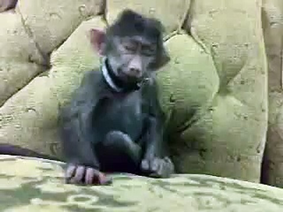funny video for mobile