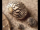 Zebra Nerite snails (Puperita pupa)