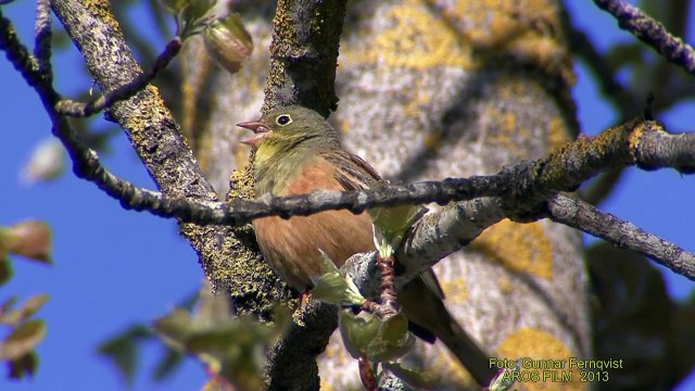 ORTOLANSPARV Ortolan Bunting (Emberiza hortulana) Klipp - 1196