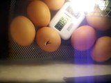 chicken hatching from my homemade incubator