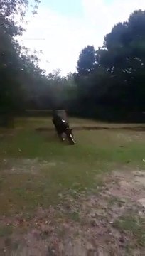 Un cheval TROP content de revoir sa maîtresse : grosse gamelle!