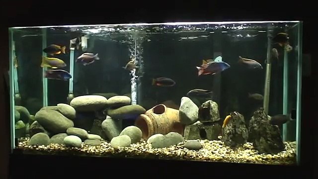 Lake Malawi Haplochromis and Peacock Cichlids 90 Gallon Aquarium
