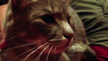 Angry Cat grunts growls and hisses / Wütende Katze grunzt knurrt und faucht