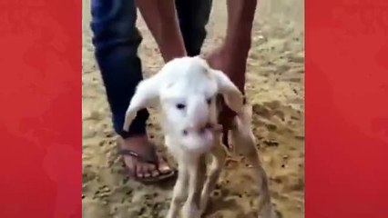 beautiful sheep kids