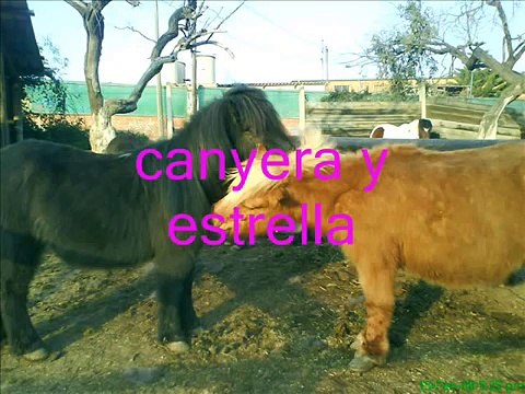 club sol solet caballos y ponis julio-2008