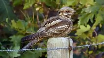 Nightjar (Caprimulgus europaeus)