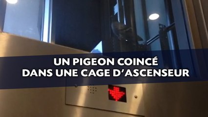 Un pigeon coincé dans une cage d'ascenseur