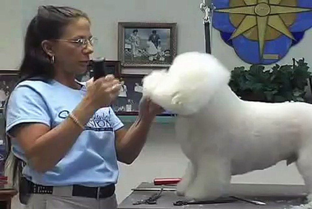 Super Styling Session Bichon Frise Grooming Tips