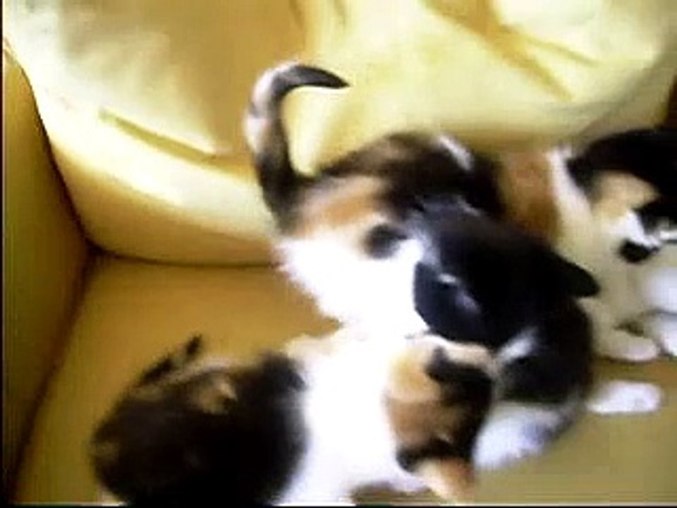 kittens playing (2)
