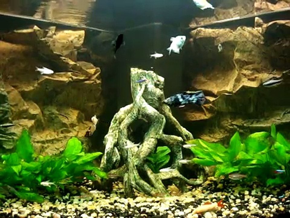Planted Aquarium Tank Juwel Trigon 190 litros - Acuario comunitario plantado