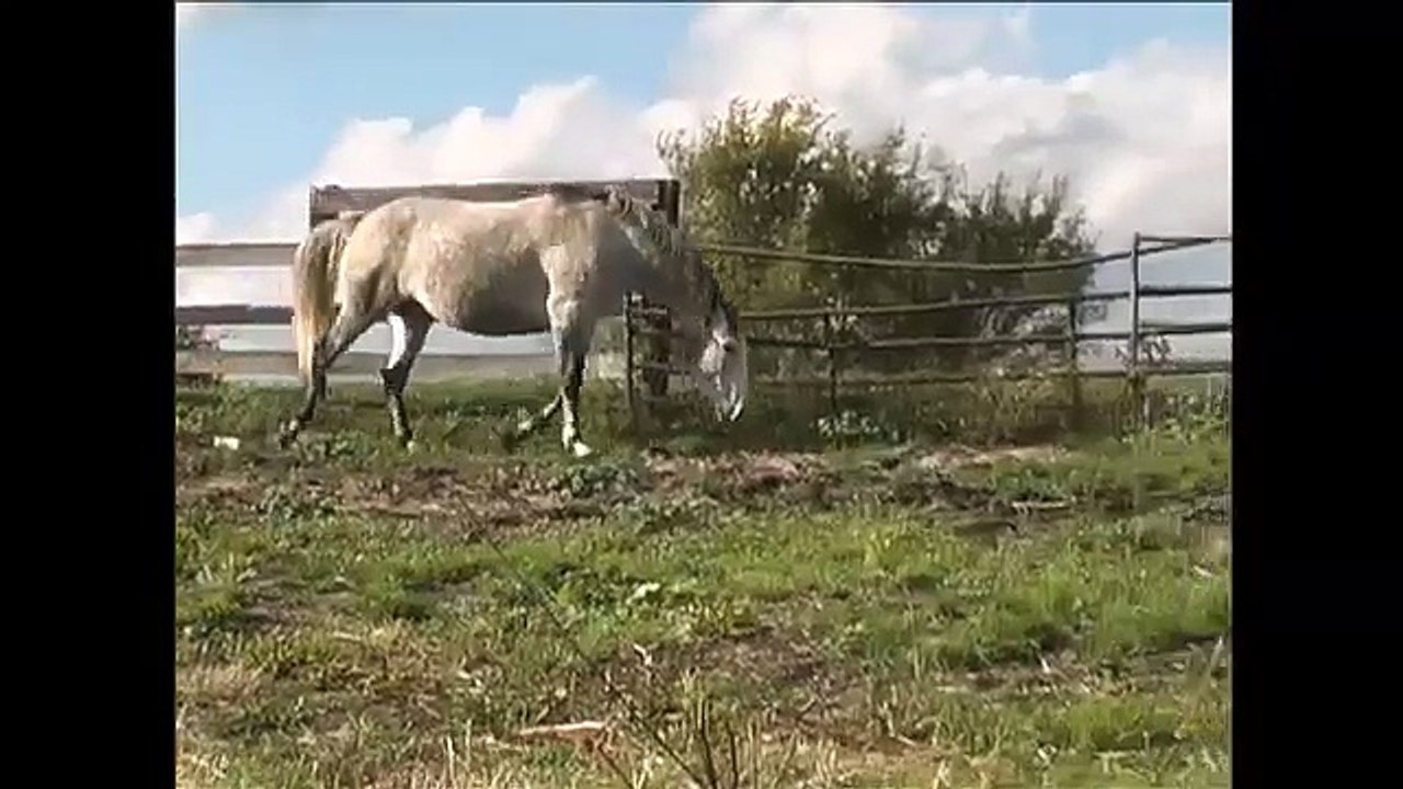 "JP Zilver" - a Lusitano ~ Holsteiner Cross 4 Y.O. Classically Trained Gelding FOR SALE