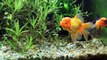 Goldfish tank - heaviely planted (True HD 1080P)