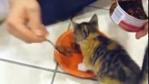 Cute kitten protects his food