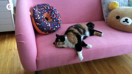 Pudge the Cat Wants Belly Rubs