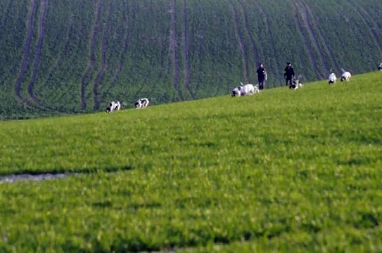 chasse liévre chiens courants suisse bernois