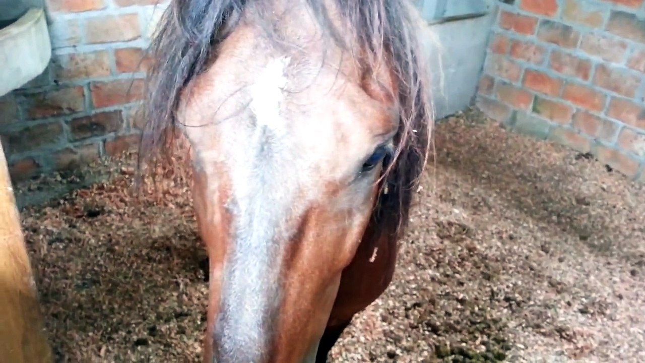 Criadero "El Santuario" caballos de paso fino, chone Ecuador