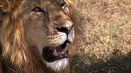 Kenya, le plus grand safari