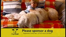 Dogs Trust: Long Live Dogs - New Sponsor a Dog Ad